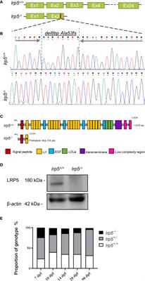 Zebrafish mutants reveal unexpected role of Lrp5 in osteoclast regulation